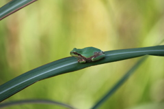 かえる