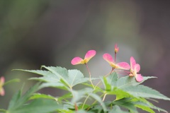 モミジの種