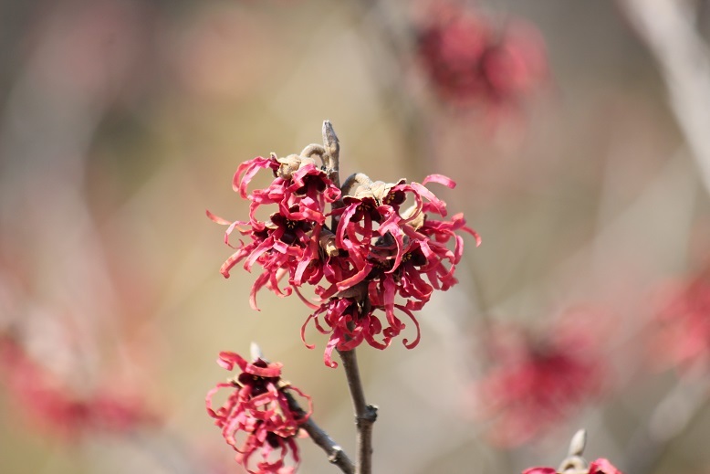 アカバナマンサク