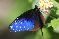 ツマムラサキマダラ