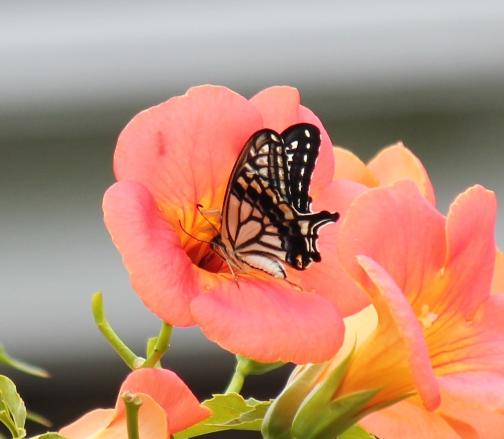 ノウゼンカズラとナミアゲハ