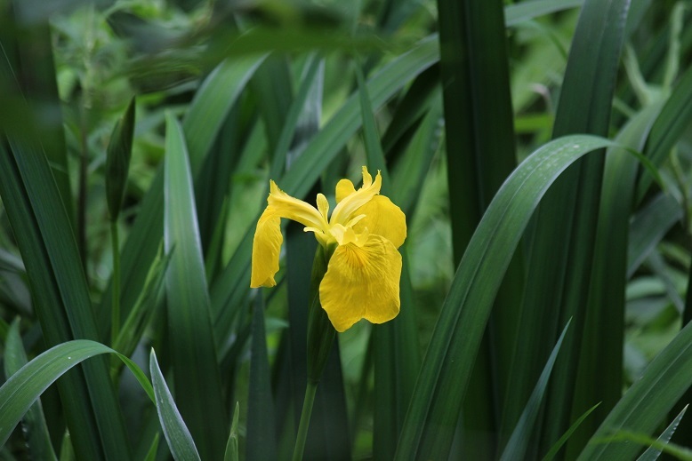 黄菖蒲