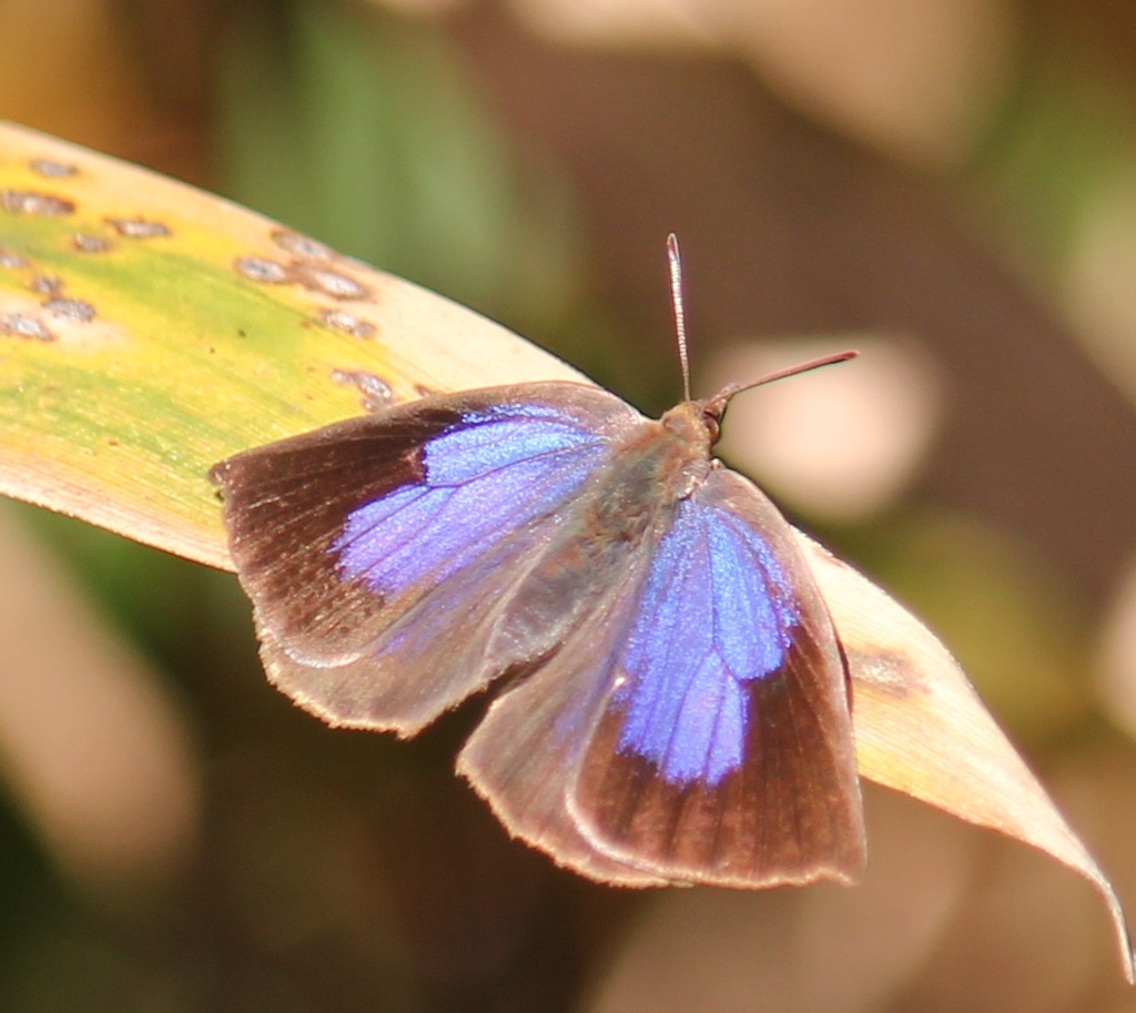 ムラサキシジミ　メス