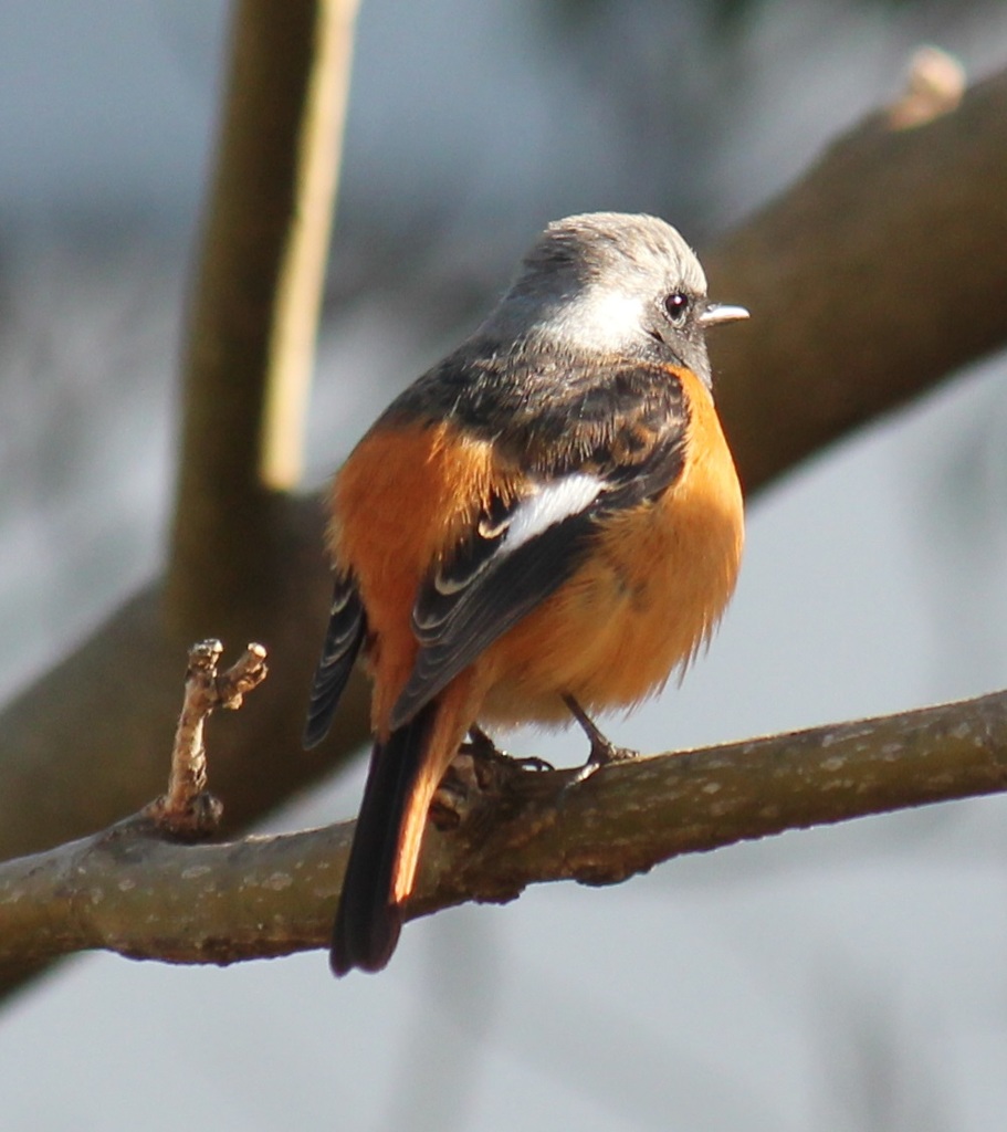 まん丸ジョビオくん