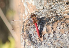 １１月３０日アキアカネ