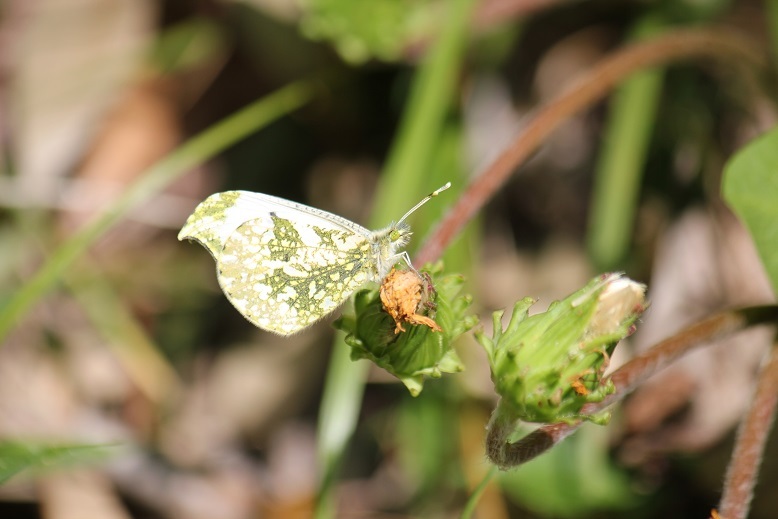 ツマキチョウ　メス