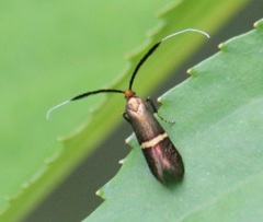 ホソオビヒゲナガガのメス