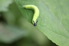 クロコノマチョウの幼虫