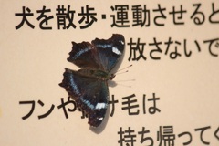 ルリタテハ