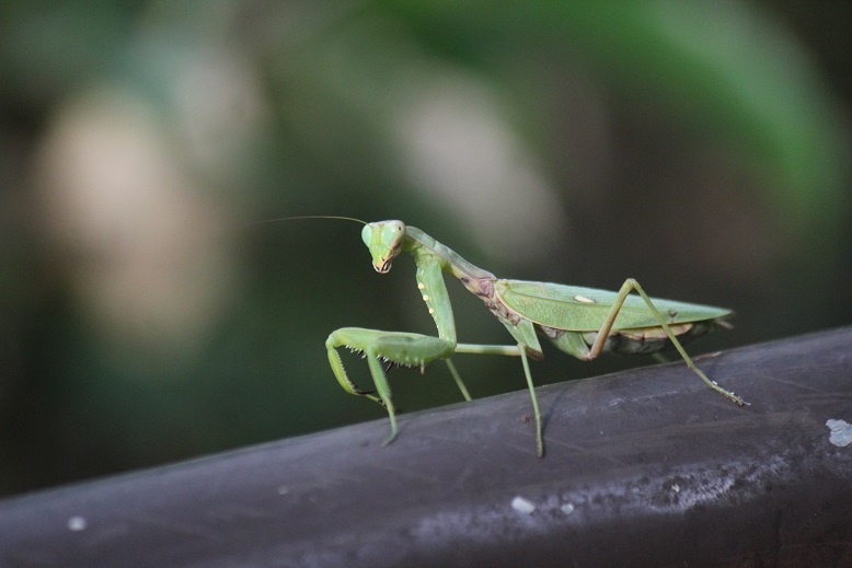 カマキリ