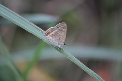 ウラナミシジミ