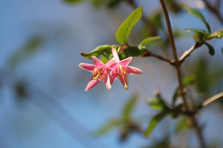 ウグイスカグラ