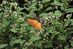 ツマグロヒョウモン