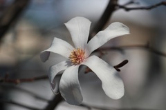 コブシの花