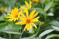 キクイモの花