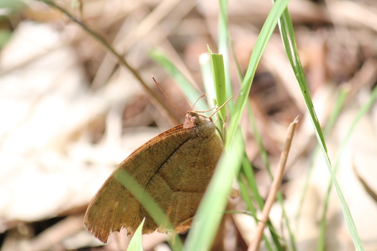 クロコノマチョウ
