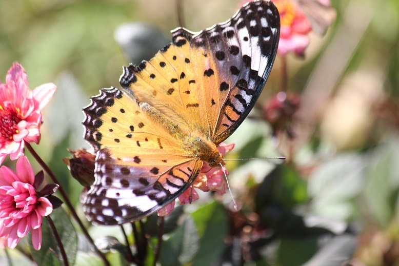 ツマグロヒョウモンのメス