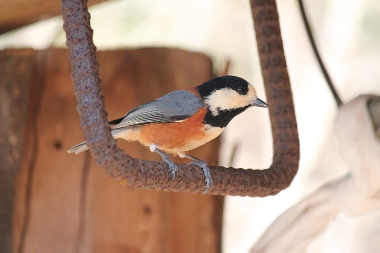 ブランコやまちゃん