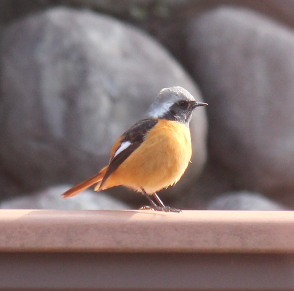 手摺ジョビオ君