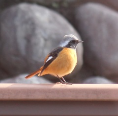 手摺ジョビオ君