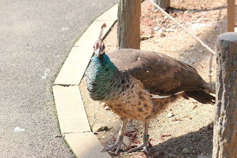 クジャク　多摩動物園
