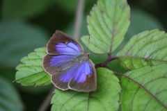 ムラサキシジミ