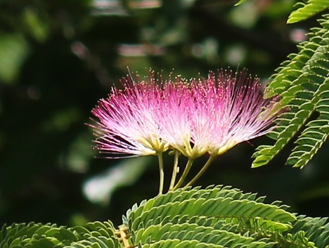 ネムノキの花