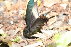 カラスアゲハ