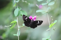 ダイミョウセセリ