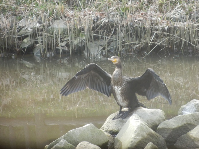 カワウ