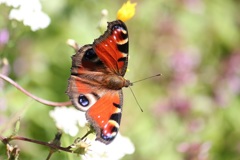 クジャクチョウ