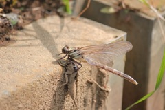 ヤマサナエの羽化8