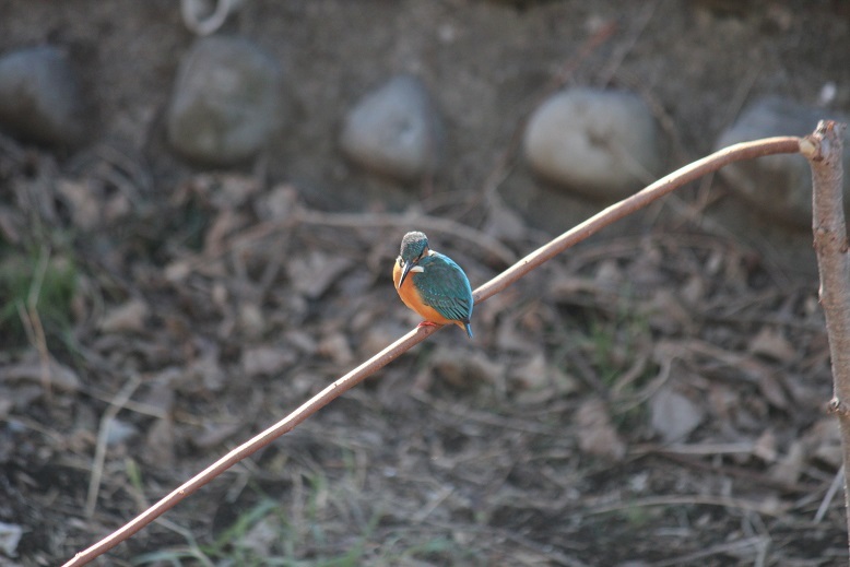 カワセミ