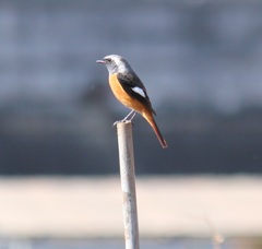 ジョウビタキ　オス