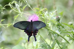 カラスアゲハ