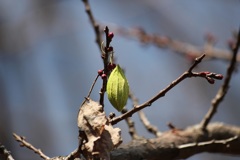 ウスタビガの空繭