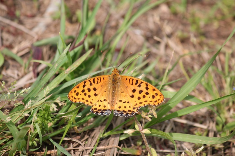 ツマグロヒョウモン