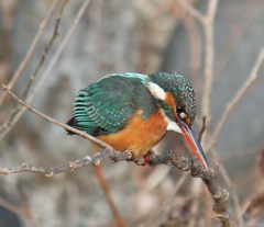 カワセミの姫ちゃん