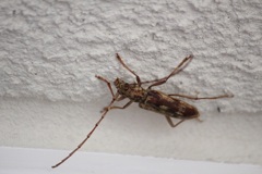 カミキリ