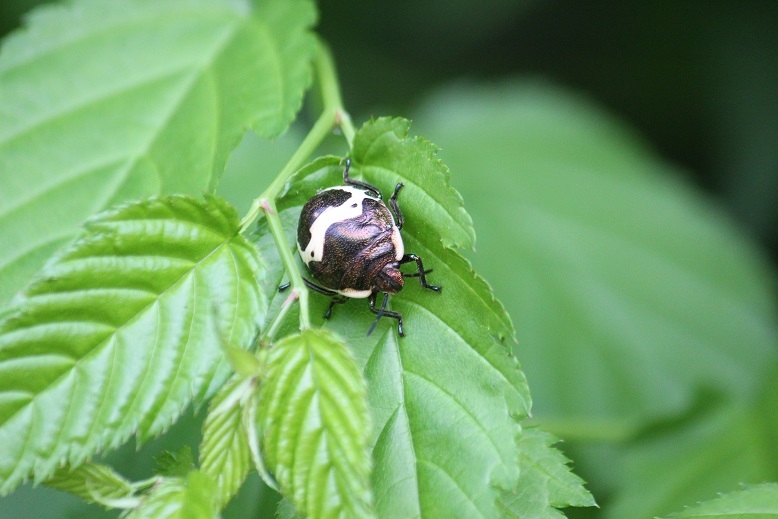 アカスジキンカメムシの５齢幼虫