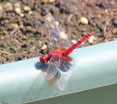 ショウジョウトンボ　