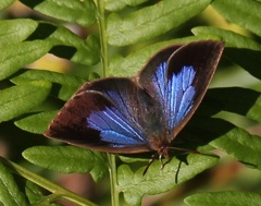 ムラサキシジミ　メス