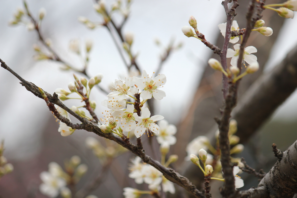 スモモの花