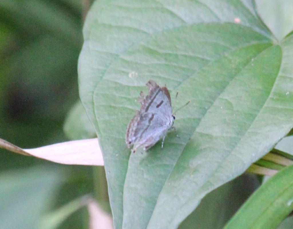 ミズイロオナガシジミ