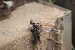 ヤマサナエの羽化7