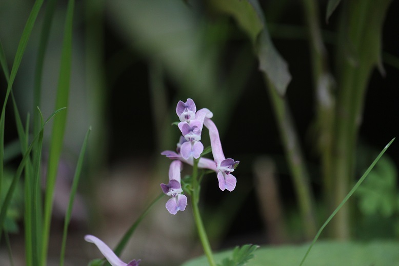 ジロボウエンゴサク