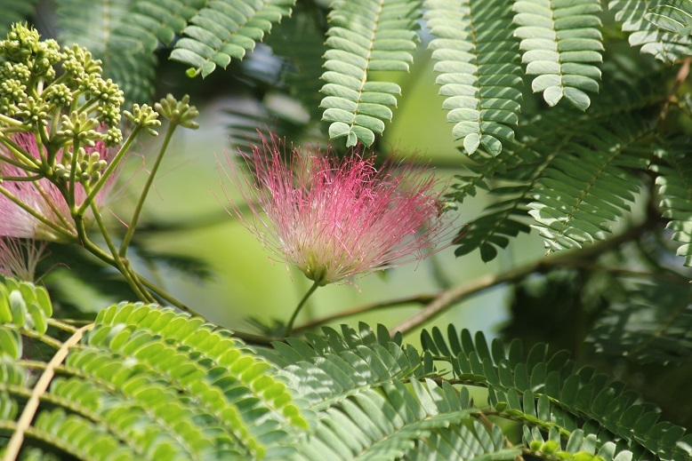 ネムノキの花