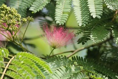 ネムノキの花