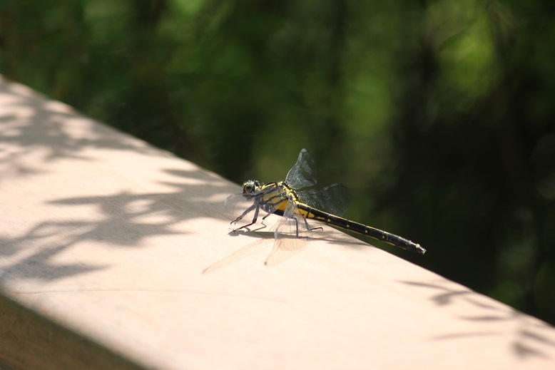 手摺ヤマサナエ
