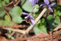 ビロードツリアブ